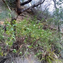 Platysace lanceolata at Meroo National Park - 9 Dec 2023 05:24 PM