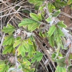 Xanthosia pilosa (Woolly Xanthosia) at Meroo National Park - 9 Dec 2023 by Tapirlord