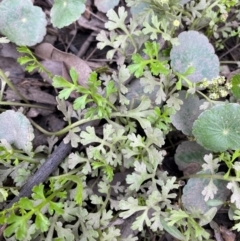 Leptinella longipes at Meroo National Park - 9 Dec 2023 by Tapirlord