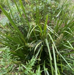 Lomandra longifolia (Spiny-headed Mat-rush, Honey Reed) at Meroo National Park - 9 Dec 2023 by Tapirlord