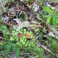 Adiantum aethiopicum (Common Maidenhair Fern) at Meroo National Park - 9 Dec 2023 by Tapirlord