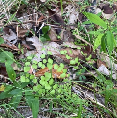 Adiantum aethiopicum (Common Maidenhair Fern) at Meroo National Park - 9 Dec 2023 by Tapirlord