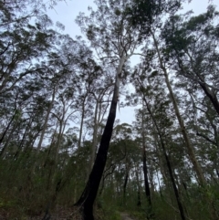 Eucalyptus pilularis (Blackbutt) at Meroo National Park - 9 Dec 2023 by Tapirlord