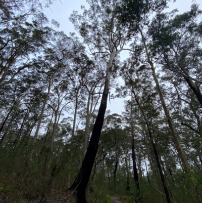 Eucalyptus pilularis (Blackbutt) at Meroo National Park - 9 Dec 2023 by Tapirlord