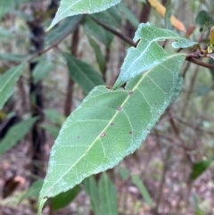 Elaeocarpus reticulatus (Blueberry Ash, Fairy Petticoats) at Meroo National Park - 9 Dec 2023 by Tapirlord