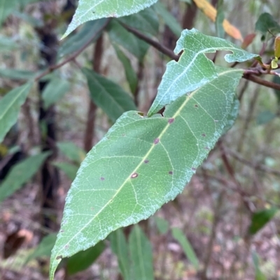 Elaeocarpus reticulatus (Blueberry Ash, Fairy Petticoats) at Meroo National Park - 9 Dec 2023 by Tapirlord