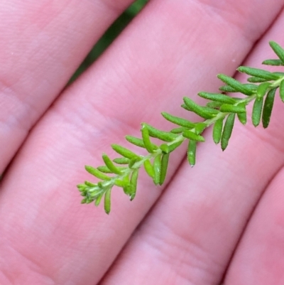 Ozothamnus diosmifolius (Rice Flower, White Dogwood, Sago Bush) at Meroo National Park - 9 Dec 2023 by Tapirlord