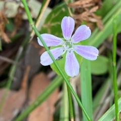 Schelhammera undulata (Lilac Lily) at Meroo National Park - 9 Dec 2023 by Tapirlord