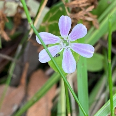 Schelhammera undulata (Lilac Lily) at Meroo National Park - 9 Dec 2023 by Tapirlord