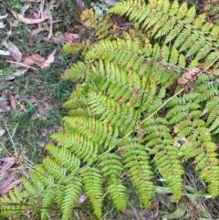 Calochlaena dubia (Rainbow Fern) at Meroo National Park - 9 Dec 2023 by Tapirlord