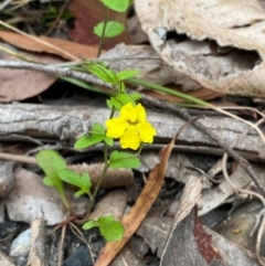 Goodenia heterophylla subsp. eglandulosa (Variable Goodenia) at Meroo National Park - 9 Dec 2023 by Tapirlord