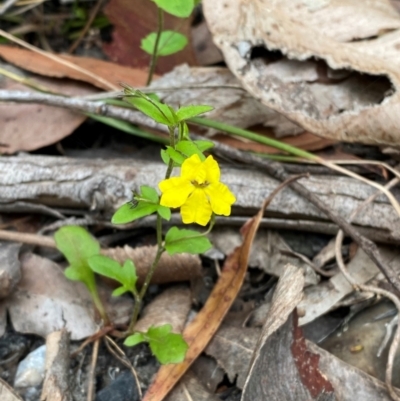 Goodenia heterophylla subsp. eglandulosa (Variable Goodenia) at Meroo National Park - 9 Dec 2023 by Tapirlord