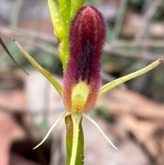 Cryptostylis hunteriana (Leafless Tongue Orchid) at Meroo National Park - 9 Dec 2023 by Tapirlord