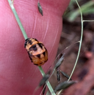 Harmonia conformis (Common Spotted Ladybird) at Aranda, ACT - 16 Jan 2024 by lbradley