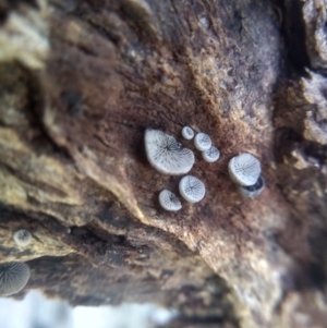 Resupinatus at Cooma North Ridge Reserve - 16 Jan 2024