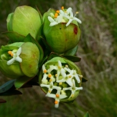 Pimelea bracteata (A Rice Flower) at The Tops at Nurenmerenmong - 25 Nov 2023 by peterchandler