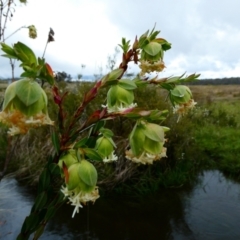 Pimelea bracteata at suppressed - 25 Nov 2023