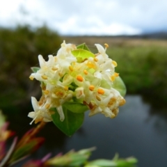 Pimelea bracteata at suppressed - 25 Nov 2023