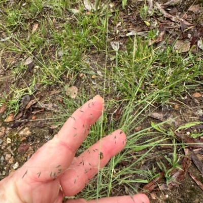 Eragrostis curvula (African Lovegrass) at Aranda, ACT - 16 Jan 2024 by lbradley