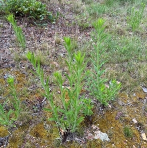 Erigeron sumatrensis at Aranda, ACT - 16 Jan 2024