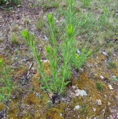 Erigeron sumatrensis at Aranda, ACT - 16 Jan 2024