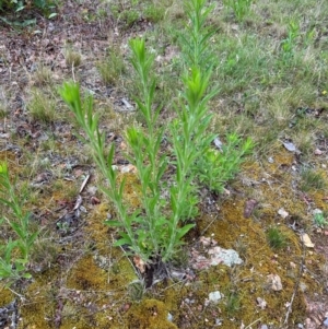 Erigeron sumatrensis at Aranda, ACT - 16 Jan 2024