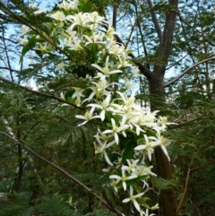 Clematis aristata (Mountain Clematis) at The Tops at Nurenmerenmong - 10 Nov 2023 by peterchandler