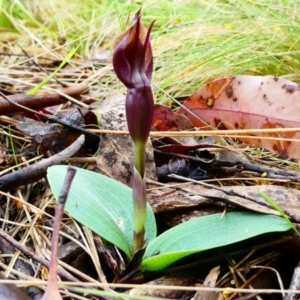 Chiloglottis valida at The Tops at Nurenmerenmong - suppressed