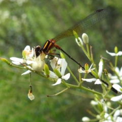 Thomisus spectabilis at Point Hut to Tharwa - 16 Jan 2024