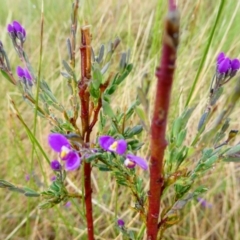 Comesperma retusum at The Tops at Nurenmerenmong - suppressed