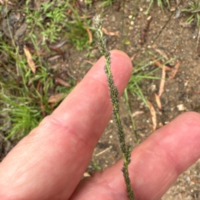 Sporobolus creber (Slender Rat's Tail Grass) at Aranda Bushland - 16 Jan 2024 by lbradley