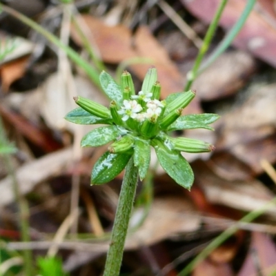 Oreomyrrhis eriopoda (Australian Carraway) at The Tops at Nurenmerenmong - 27 Dec 2023 by peterchandler