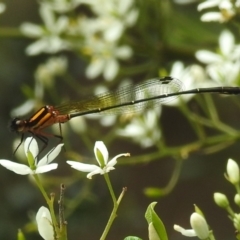 Nososticta solida (Orange Threadtail) at Point Hut to Tharwa - 16 Jan 2024 by HelenCross