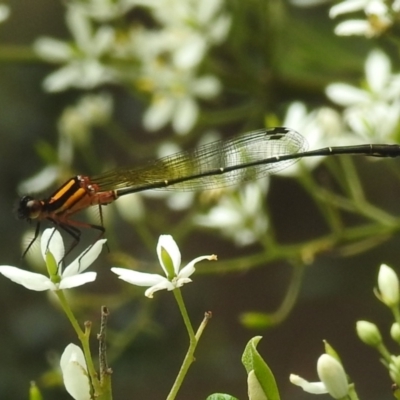 Nososticta solida (Orange Threadtail) at Gordon, ACT - 16 Jan 2024 by HelenCross