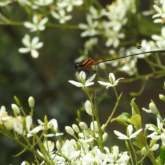 Nososticta solida at Point Hut to Tharwa - 16 Jan 2024