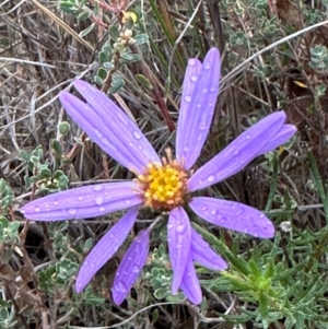 Olearia tenuifolia at Aranda Bushland - 16 Jan 2024