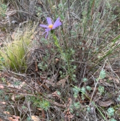 Olearia tenuifolia at Aranda Bushland - 16 Jan 2024