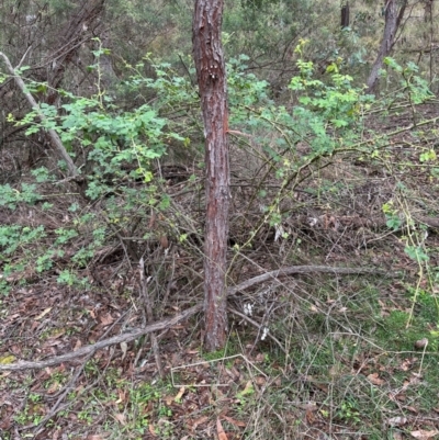 Rosa rubiginosa (Sweet Briar, Eglantine) at Aranda Bushland - 16 Jan 2024 by lbradley