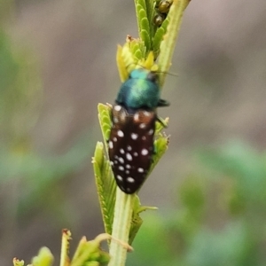 Diphucrania leucosticta at Gundaroo, NSW - 16 Jan 2024