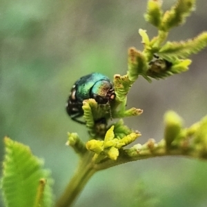 Diphucrania leucosticta at Gundaroo, NSW - 16 Jan 2024