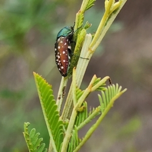 Diphucrania leucosticta at Gundaroo, NSW - 16 Jan 2024