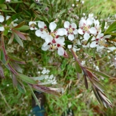 Leptospermum grandifolium (Woolly Teatree, Mountain Tea-tree) at The Tops at Nurenmerenmong - 26 Dec 2023 by peterchandler