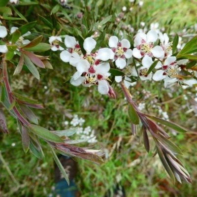 Leptospermum grandifolium (Woolly Teatree, Mountain Tea-tree) at The Tops at Nurenmerenmong - 26 Dec 2023 by peterchandler