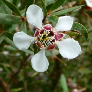 Leptospermum grandifolium at The Tops at Nurenmerenmong - 27 Dec 2023