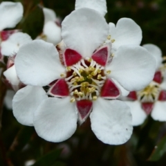 Leptospermum grandifolium at The Tops at Nurenmerenmong - suppressed