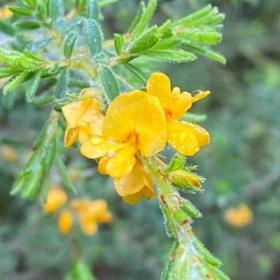 Pultenaea villosa (Hairy Bush-pea) at Mogo State Forest - 10 Dec 2023 by Tapirlord
