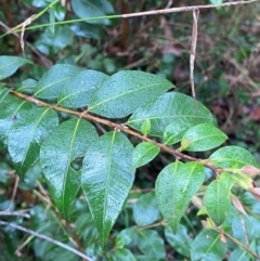 Backhousia myrtifolia (Carrol, Grey Myrtle, Cinnamon Myrtle) at Mogo State Forest - 10 Dec 2023 by Tapirlord