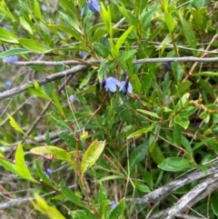 Billardiera heterophylla (Western Australian Bluebell Creeper) at Aranda Bushland - 16 Jan 2024 by lbradley