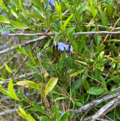 Billardiera heterophylla (Western Australian Bluebell Creeper) at Aranda, ACT - 16 Jan 2024 by lbradley