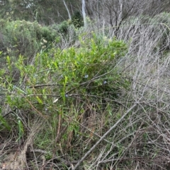 Billardiera heterophylla at Aranda Bushland - 16 Jan 2024